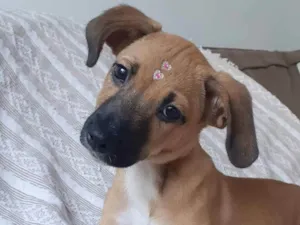 Cachorro raça Srd idade 2 a 6 meses nome Emília