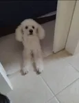 Bob