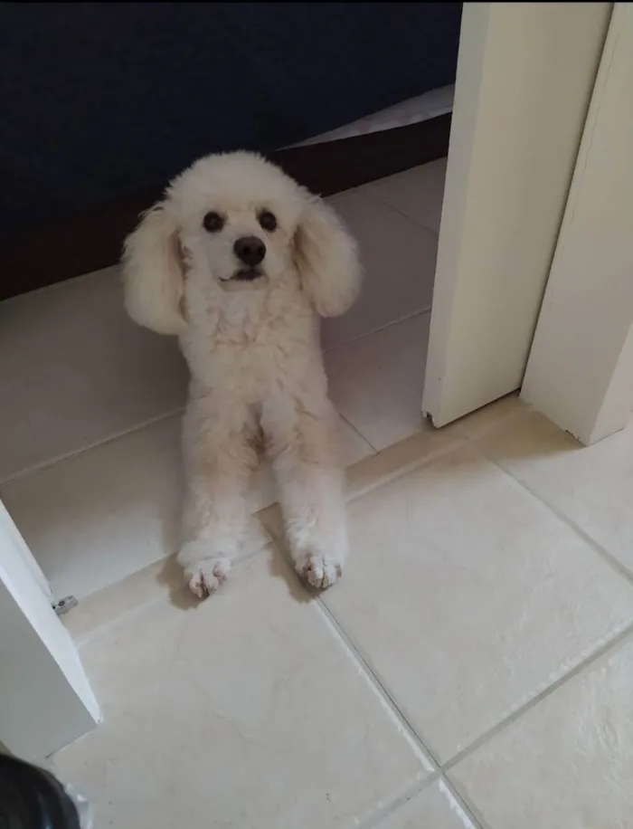 Cachorro ra a Poddle  idade 6 ou mais anos nome Bob