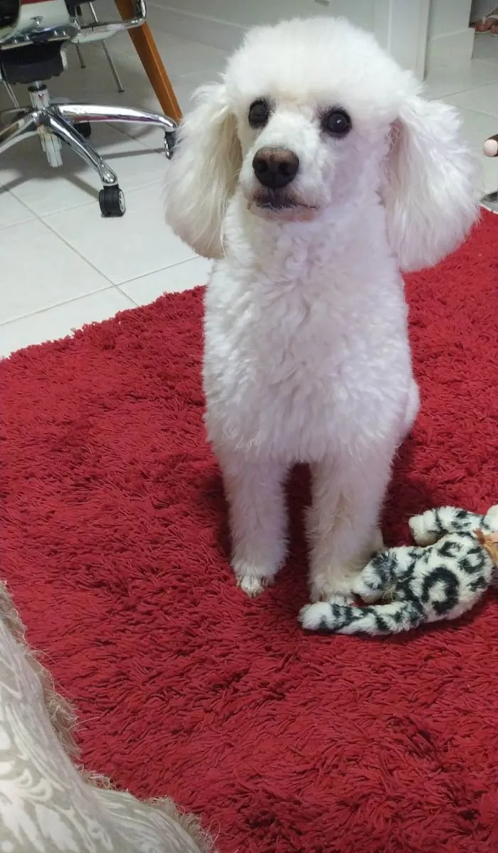 Cachorro ra a Poddle  idade 6 ou mais anos nome Bob