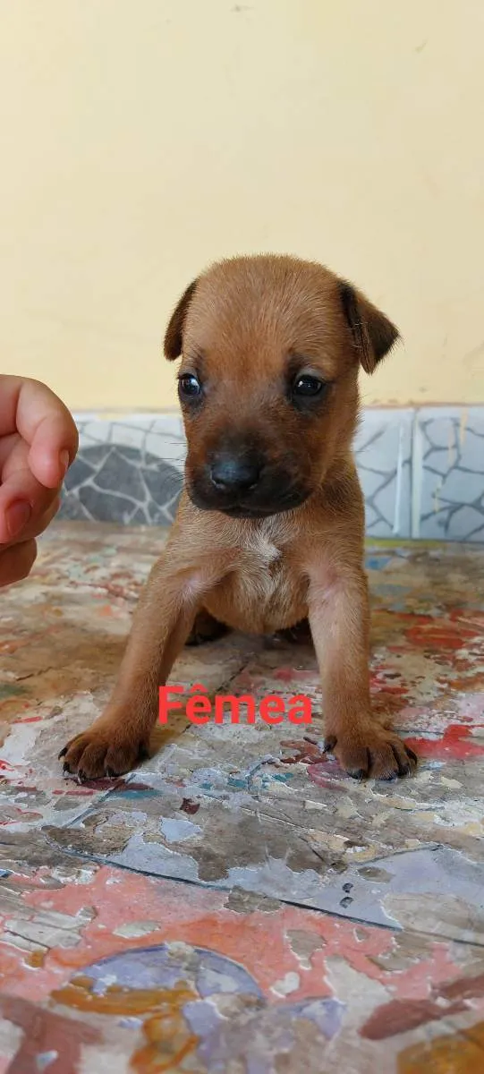 Cachorro ra a SRD idade Abaixo de 2 meses nome Sem nome 