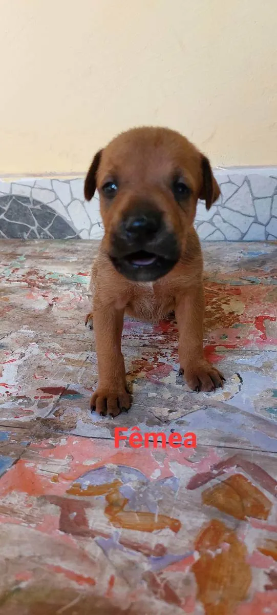 Cachorro ra a SRD idade Abaixo de 2 meses nome Sem nome 
