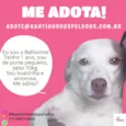 Cachorro raça  idade 1 ano nome Belíssima