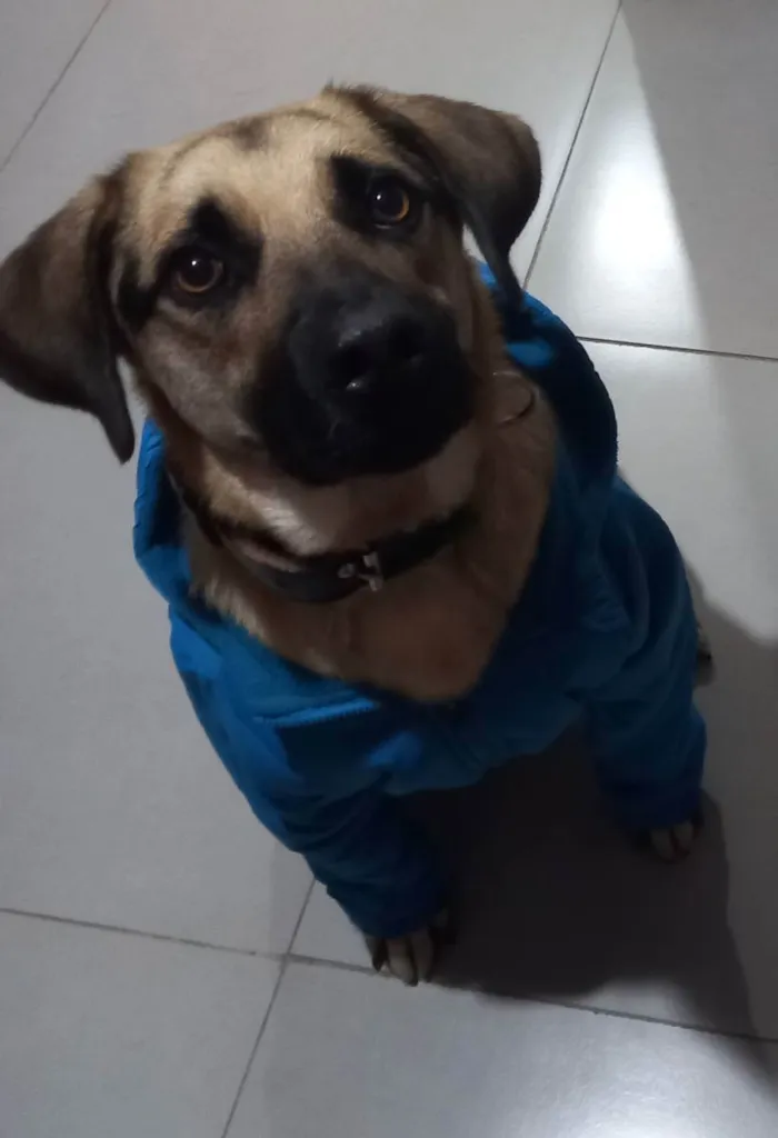 Cachorro ra a Labrador  com pastor alemão  idade 2 anos nome Dog