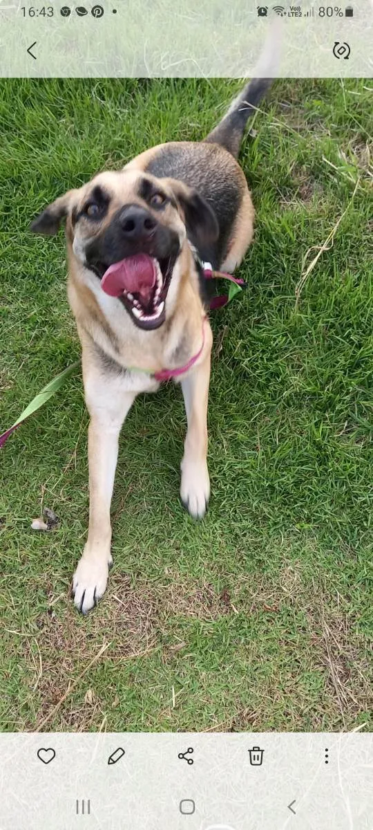 Cachorro ra a Labrador  com pastor alemão  idade 2 anos nome Dog