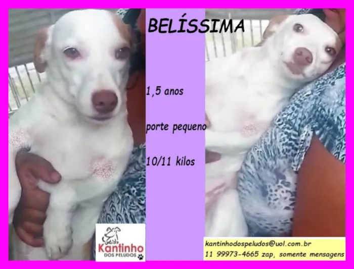 Cachorro raça  idade 1 ano nome Belíssima