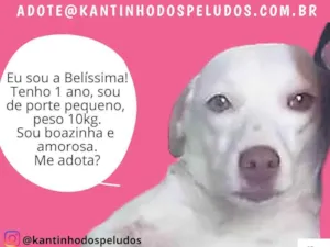 Cachorro raça  idade 1 ano nome Belíssima
