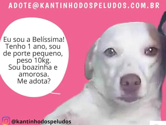 Cachorro raça  idade 1 ano nome Belíssima