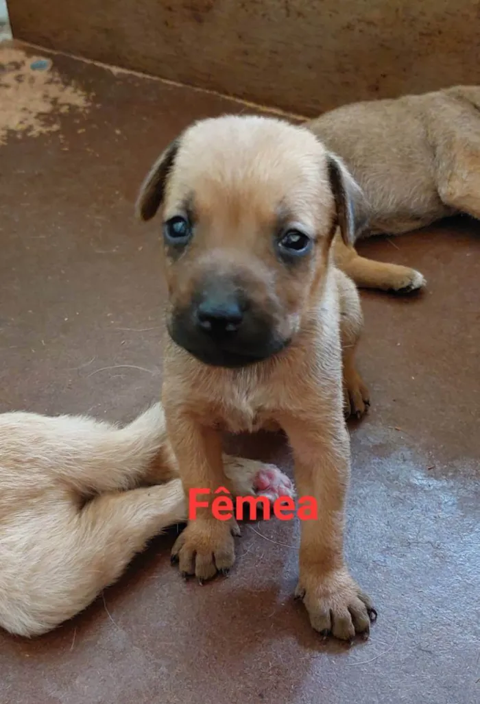 Cachorro ra a SRD idade Abaixo de 2 meses nome Sem nome 