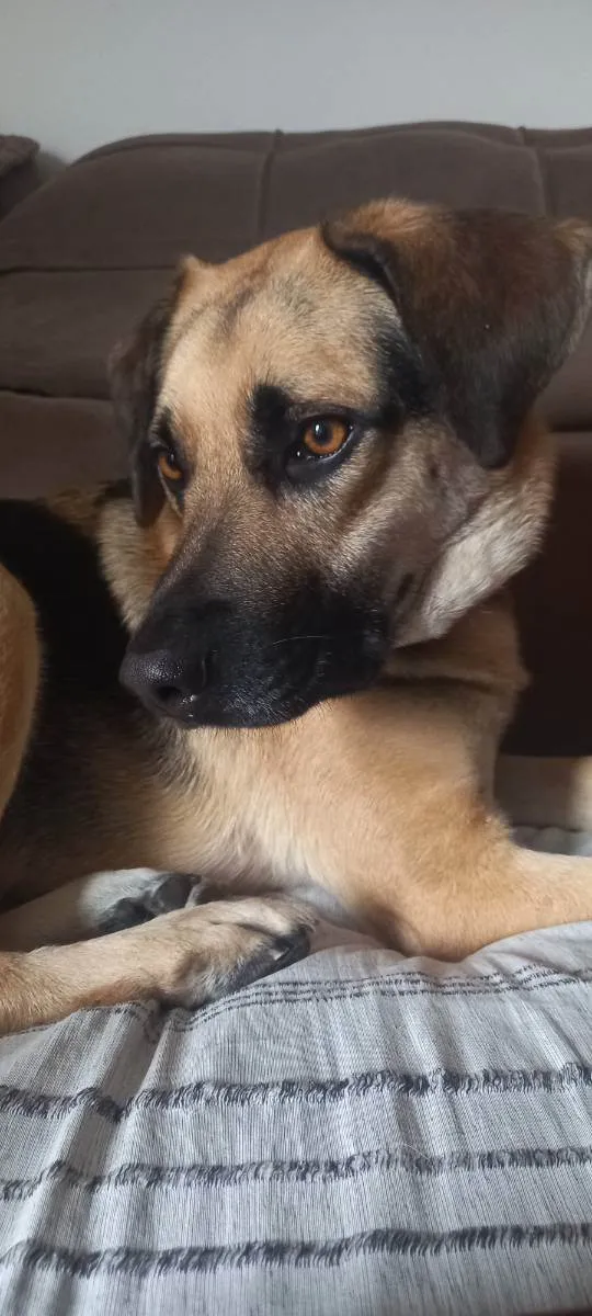 Cachorro ra a Labrador  com pastor alemão  idade 2 anos nome Dog