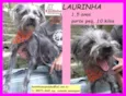 Laurinha Pequena