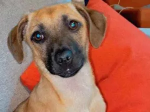 Cachorro raça  idade 2 a 6 meses nome Bebel Bebezinha