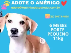 Cachorro raça  idade 2 a 6 meses nome Américo Filhote