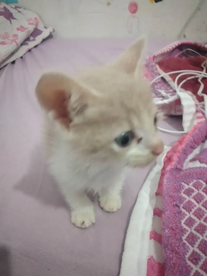 Gato ra a É vira lata idade Abaixo de 2 meses nome Não tem nome