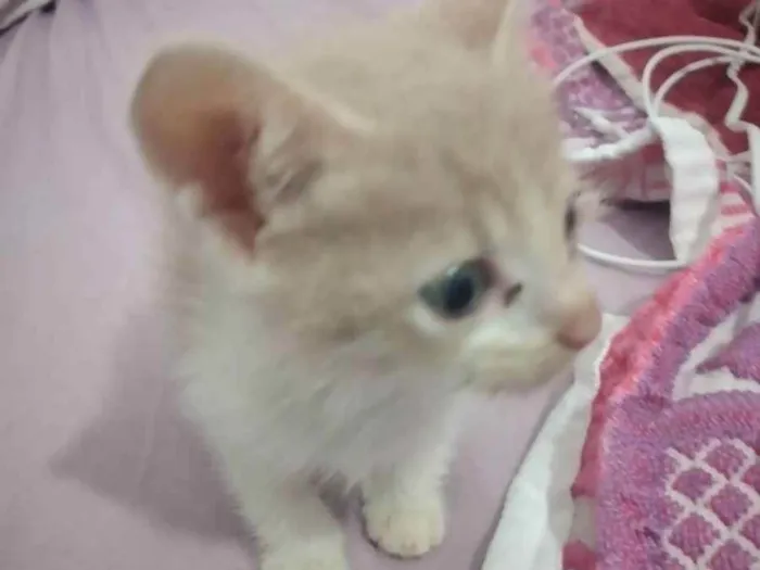 Gato ra a É vira lata idade Abaixo de 2 meses nome Não tem nome