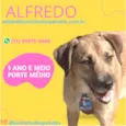 Alfredo