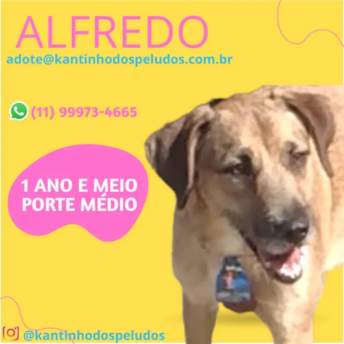 Cachorro ra a  idade 1 ano nome Alfredo