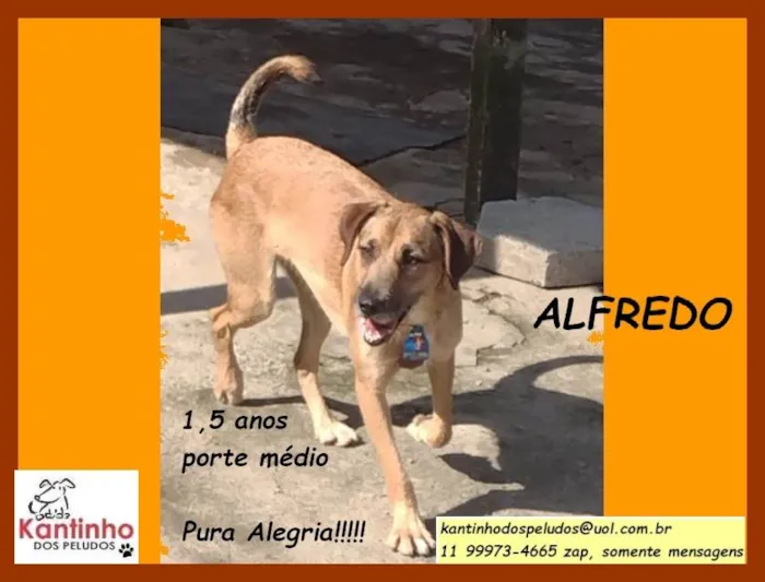 Cachorro ra a  idade 1 ano nome Alfredo
