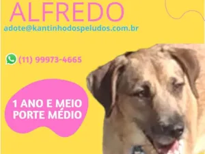Cachorro raça  idade 1 ano nome Alfredo
