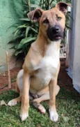 Cachorro raça  idade 7 a 11 meses nome Emerson Filhote