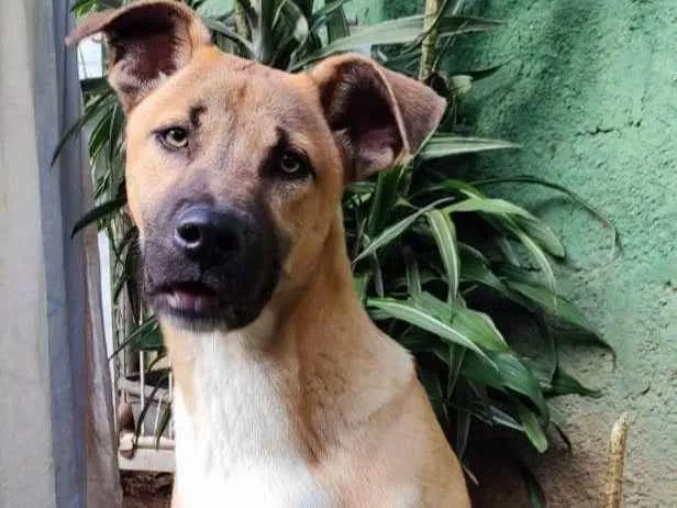 Cachorro raça  idade 7 a 11 meses nome Emerson Filhote