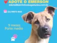 Cachorro raça  idade 7 a 11 meses nome Emerson Filhote