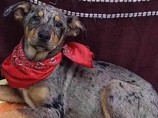 Cachorro raça  idade 2 a 6 meses nome Pink Filhote