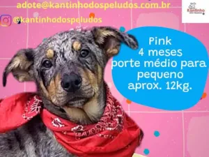 Cachorro raça  idade 2 a 6 meses nome Pink Filhote