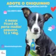 Chiquinho Filhote