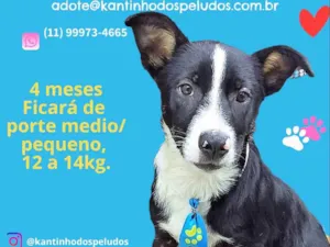 Cachorro raça  idade 2 a 6 meses nome Chiquinho Filhote