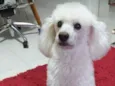 Bob