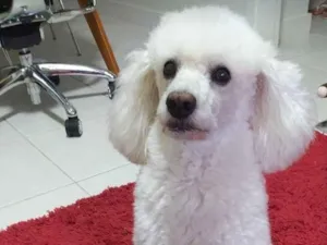 Cachorro raça Poddle  idade 6 ou mais anos nome Bob