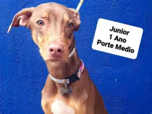 Cachorro raça Srd idade 1 ano nome Junior 