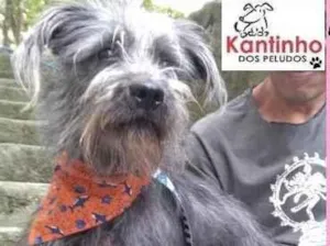 Cachorro raça  idade 1 ano nome Laurinha Pequena