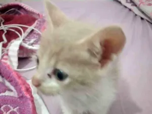 Gato raça É vira lata idade Abaixo de 2 meses nome Não tem nome