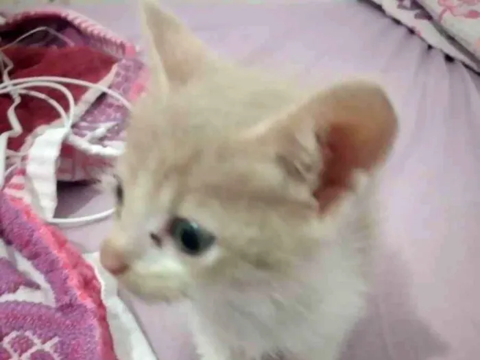Gato ra a É vira lata idade Abaixo de 2 meses nome Não tem nome