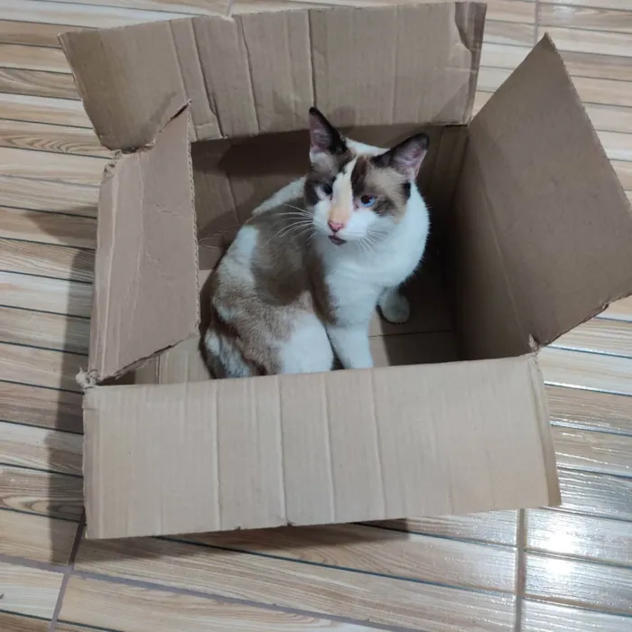 Gato raça  idade 1 ano nome Kinha