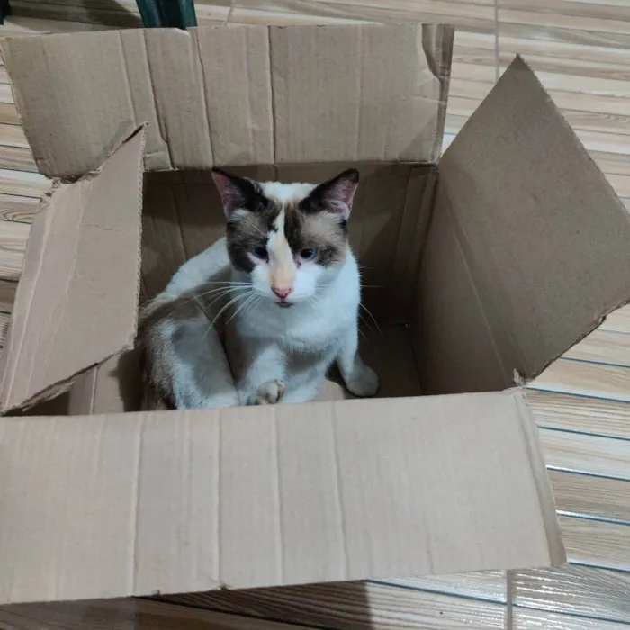 Gato raça  idade 1 ano nome Kinha