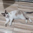 Kinha