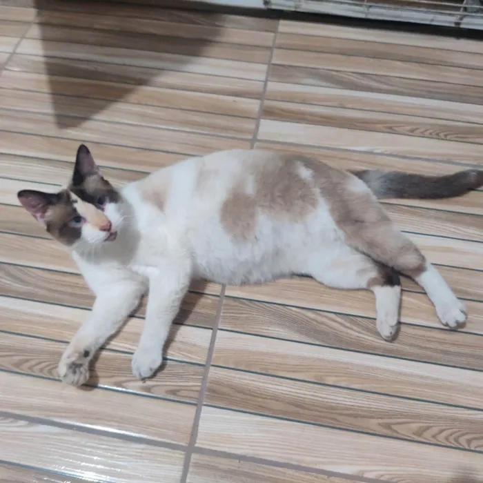 Gato raça  idade 1 ano nome Kinha