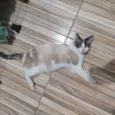 Kinha