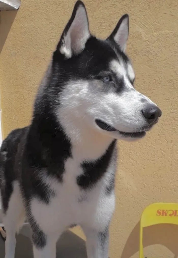 Cachorro ra a mestiço  idade 7 a 11 meses nome Zeus 