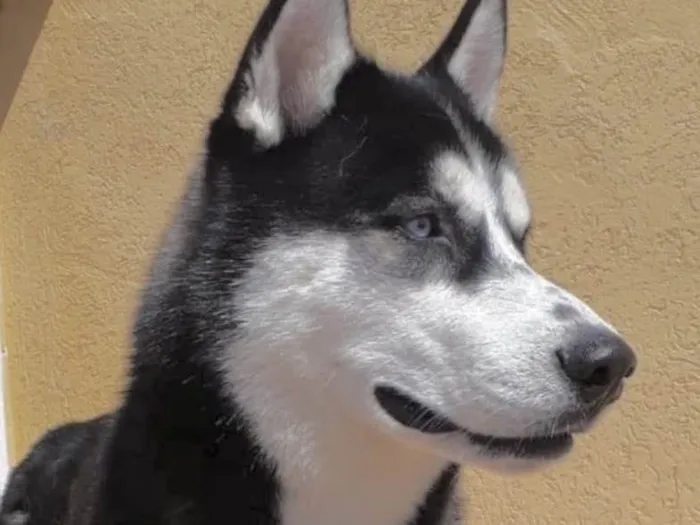 Cachorro ra a mestiço  idade 7 a 11 meses nome Zeus 