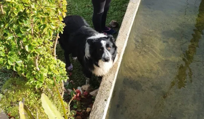 Cachorro ra a Border collie  idade 5 anos nome João 