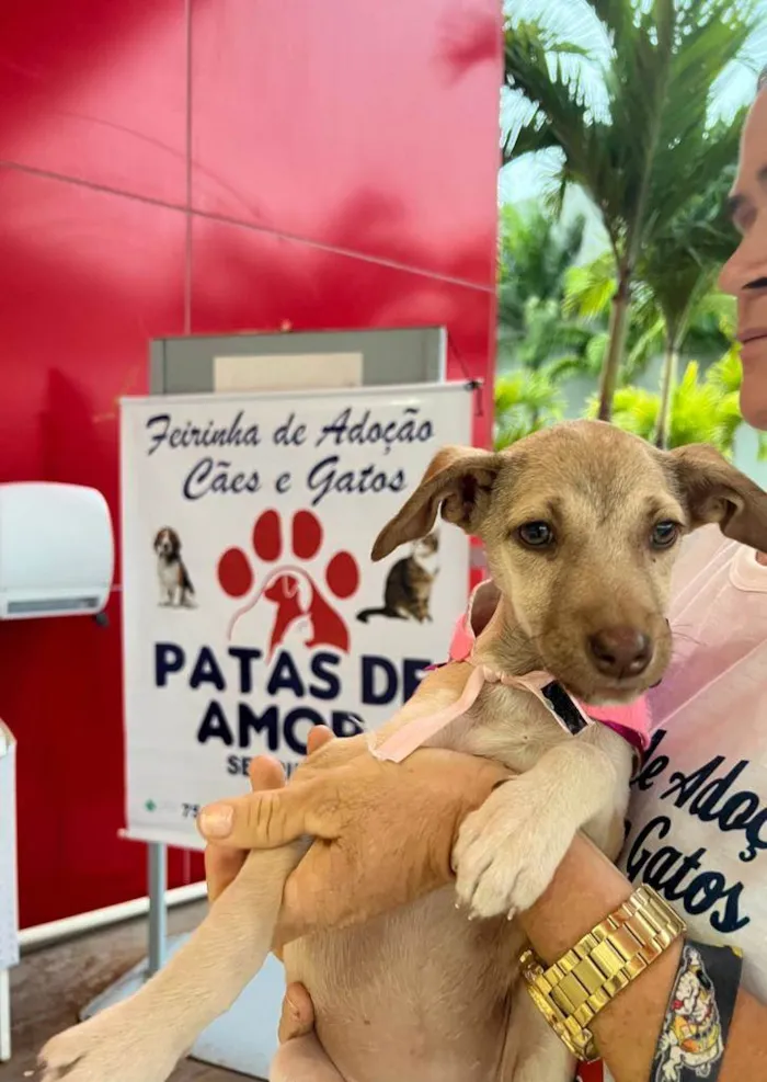 Cachorro ra a srd idade 2 a 6 meses nome Galega Branquinha 