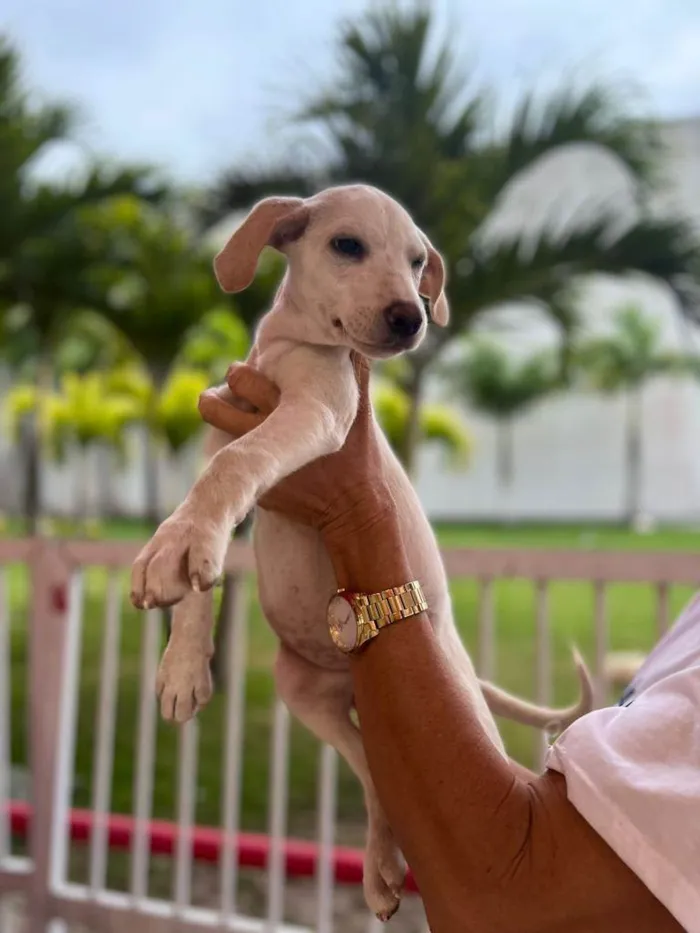 Cachorro ra a srd idade  nome galega