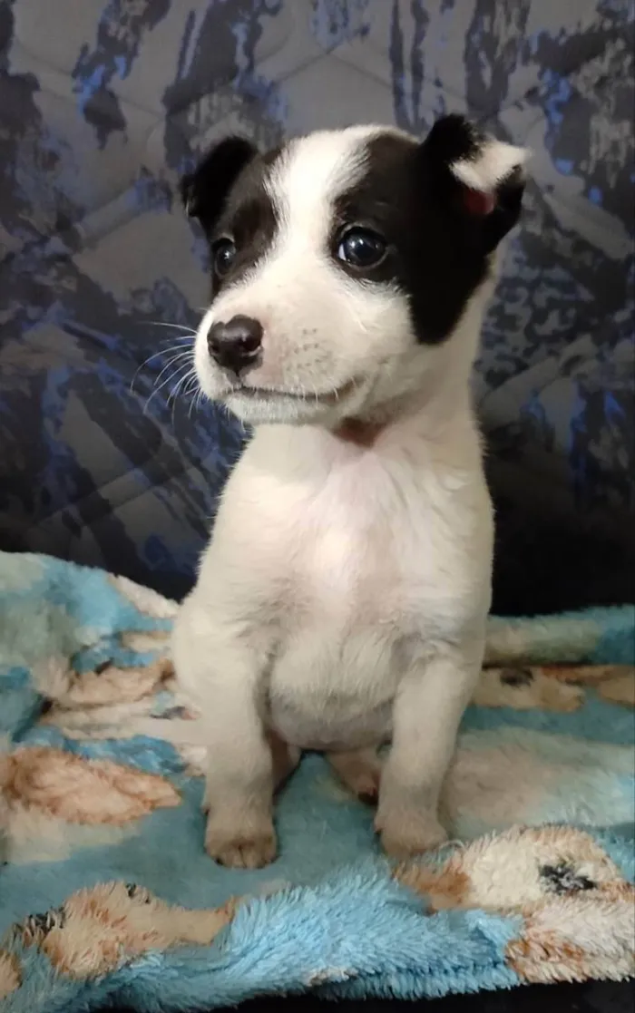 Cachorro ra a SRD idade Abaixo de 2 meses nome :)