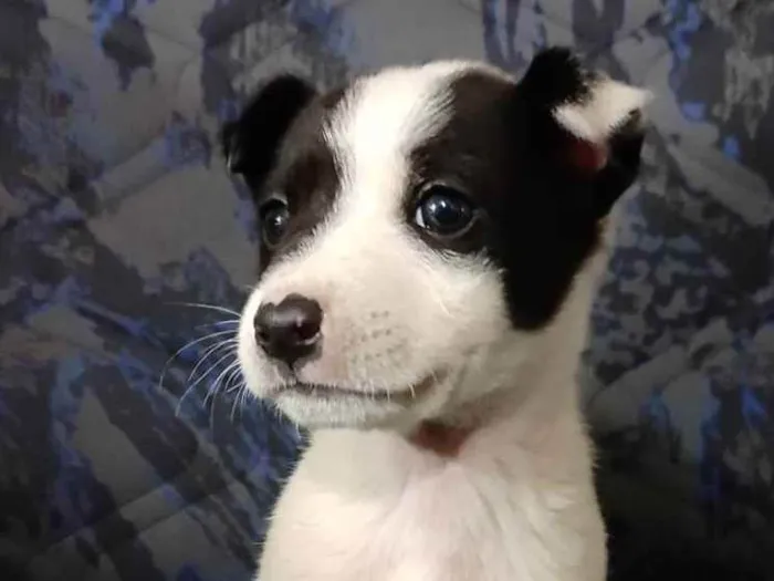 Cachorro ra a SRD idade Abaixo de 2 meses nome :)