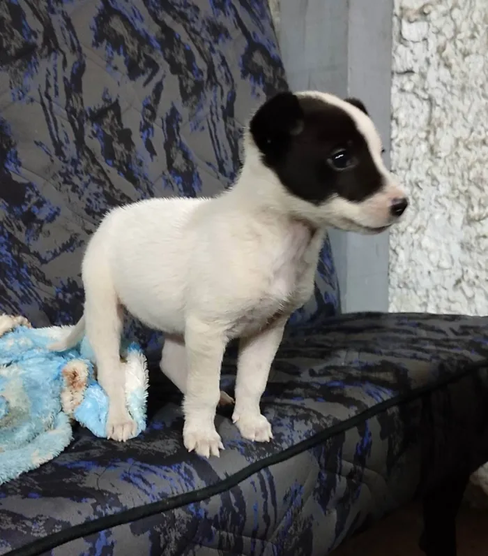Cachorro ra a SRD idade Abaixo de 2 meses nome :)