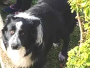 Cachorro raça Border collie  idade 5 anos nome João 